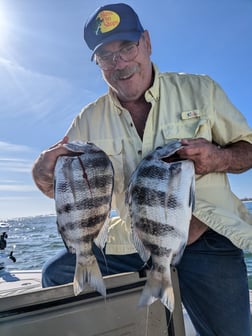 Sheepshead Fishing in Port Orange, Florida