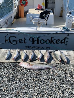 Striped Bass Fishing in Reedville, Virginia