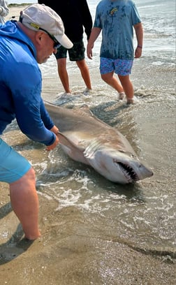 Tiger Shark Fishing in Stone Harbor, New Jersey