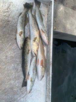 Speckled Trout Fishing in Bradenton, Florida