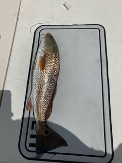 Hogfish fishing in St. Petersburg, Florida