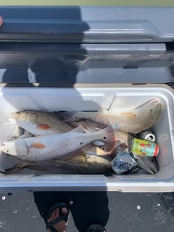 Redfish Fishing in Rockport, Texas