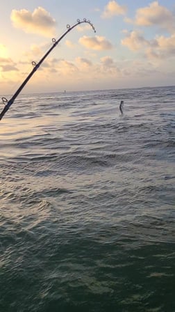 Tarpon fishing in Port O'Connor, Texas