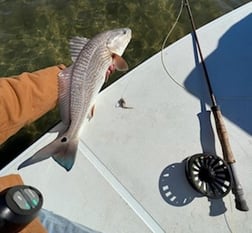 Redfish Fishing in Oak Hill, Florida