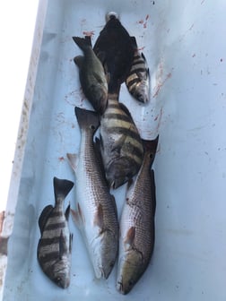 Black Drum Fishing in Biloxi, Mississippi, USA