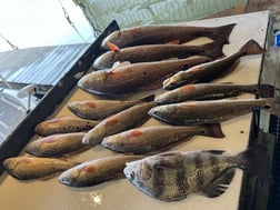 Black Drum, Redfish Fishing in Buras, Louisiana