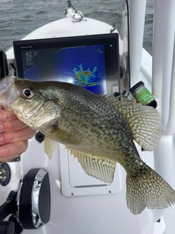 Crappie Fishing in Austin, Texas