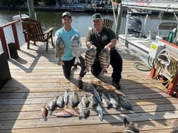 Mangrove Snapper, Sheepshead Fishing in St. Petersburg, Florida