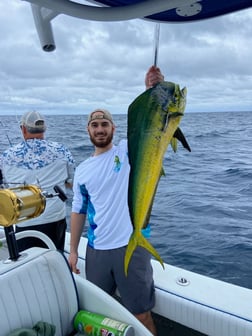 King Eider Fishing in Jupiter, Florida