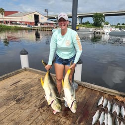 Jack Crevalle, Mangrove Snapper, Spanish Mackerel fishing in Pensacola, Florida