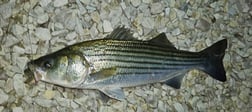 Fishing in Stone Harbor, New Jersey