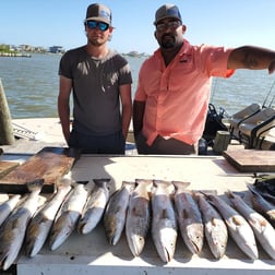 Speckled Trout / Spotted Seatrout fishing in Tiki Island, Texas