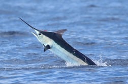 Blue Marlin Fishing in Kailua-Kona, Hawaii