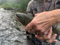 Rainbow Trout Fishing in Broken Bow, Oklahoma