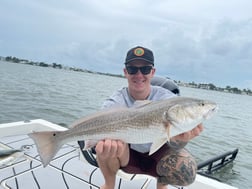 Tripletail fishing in Clearwater, Florida