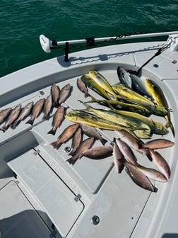 Mahi Mahi, Mangrove Snapper Fishing in Key West, Florida