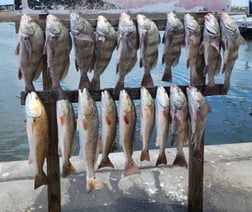 Black Drum, Redfish fishing in Port Aransas, Texas