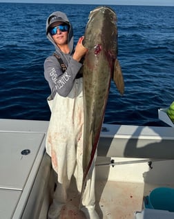 Cobia Fishing in Sarasota, Florida