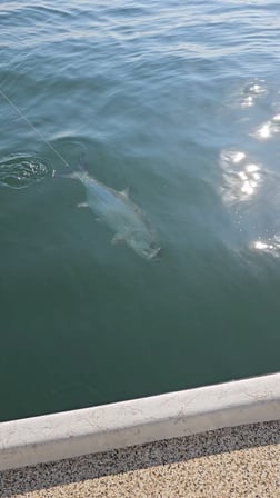 Fishing in Port O'Connor, Texas