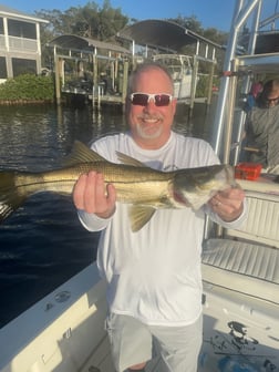 Snook Fishing in Tampa, Florida