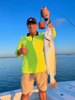 Speckled Trout Fishing in South Padre Island, Texas