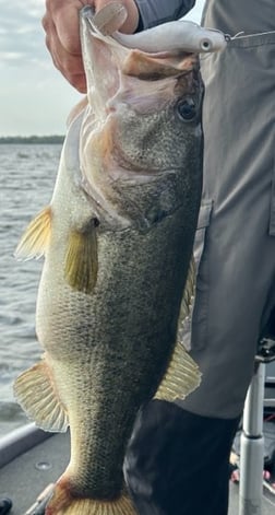 Largemouth Bass Fishing in Alba, Texas