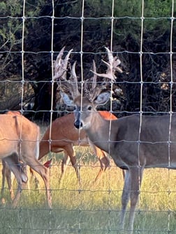 Whitetail Deer Hunting in Bonham, Texas