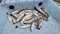 Redfish Fishing in Golden Meadow, Louisiana