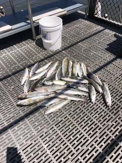 Speckled Trout Fishing in Cedar Key, Florida