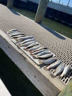 Speckled Trout / Spotted Seatrout Fishing in Gulf Shores, Alabama