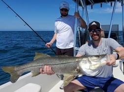 Snook fishing in St. Petersburg, Florida