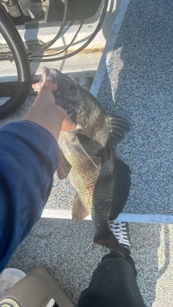 Fishing in Galveston, Texas