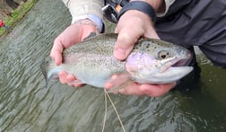 Rainbow Trout Fishing in Broken Bow, Oklahoma