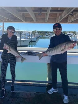 Striped Bass fishing in Montauk, New York