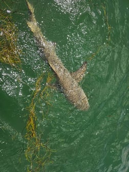 Tarpon Fishing in Port Orange, Florida