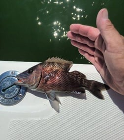 Cubera Snapper Fishing in Clearwater, Florida