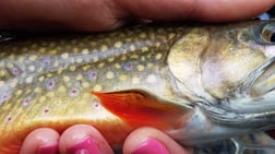 Rainbow Trout fishing in Roanoke, Virginia