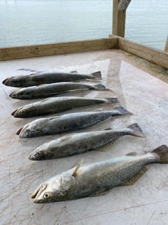 Speckled Trout Fishing in Ingleside, Texas