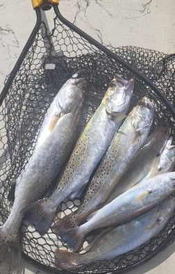 Speckled Trout / Spotted Seatrout Fishing in Corpus Christi, Texas