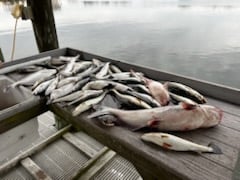 Fishing in New Orleans, Louisiana