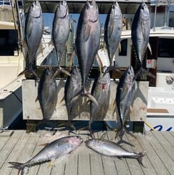 Yellowfin Tuna Fishing in Destin, Florida