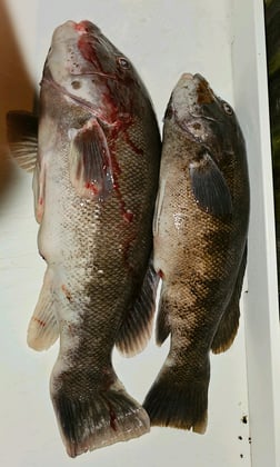 Tautog Fishing in Stone Harbor, New Jersey