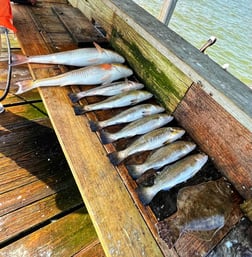 Flounder, Redfish, Speckled Trout Fishing in Galveston, Texas