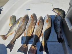 Fishing in Cedar Key, Florida