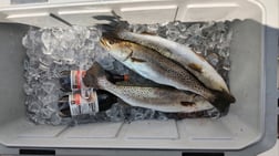 Speckled Trout Fishing in Santa Rosa Beach, Florida