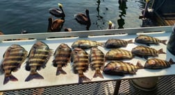 Sheepshead, Speckled Trout / Spotted Seatrout Fishing in Crystal River, Florida