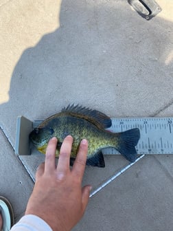 Crappie fishing in Hubbard, Iowa