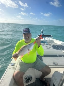 Mutton Snapper Fishing in Key Largo, Florida