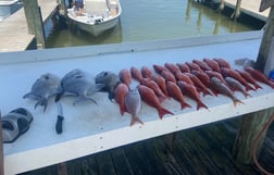 Fishing in Gulf Shores, Alabama