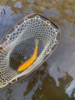 Rainbow Trout Fishing in Broken Bow, Oklahoma